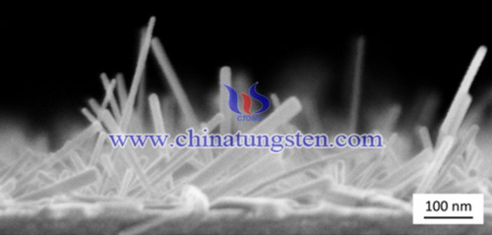 三氧化鎢納米線(xiàn)SEM圖片