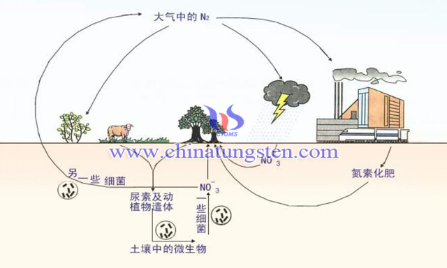 生物固氮循環示意圖